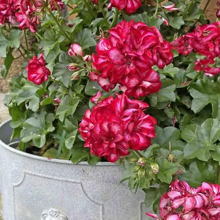 Grande Maison Familiale Avec Jardin Et Animaux Acceptes Pres De La Voie Verte - Fr-1-497-132 *