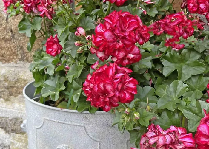 Grande Maison Familiale Avec Jardin Et Animaux Acceptes Pres De La Voie Verte - Fr-1-497-132 *